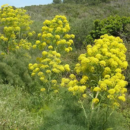 Standard Next To The Appartement Isola Rossa (Sassari)